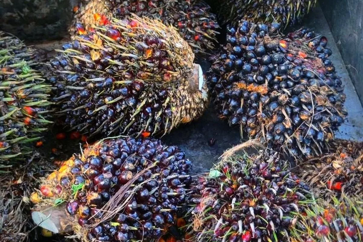 Harga CPO Masih Tertekan Stok Melimpah dan Minyak Turun