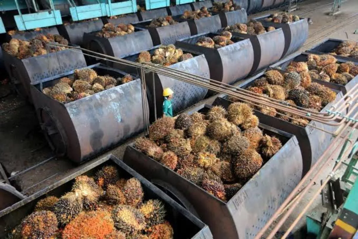 B50 Resmi Berlaku, Akankah Harga CPO dan TBS Petani Naik?