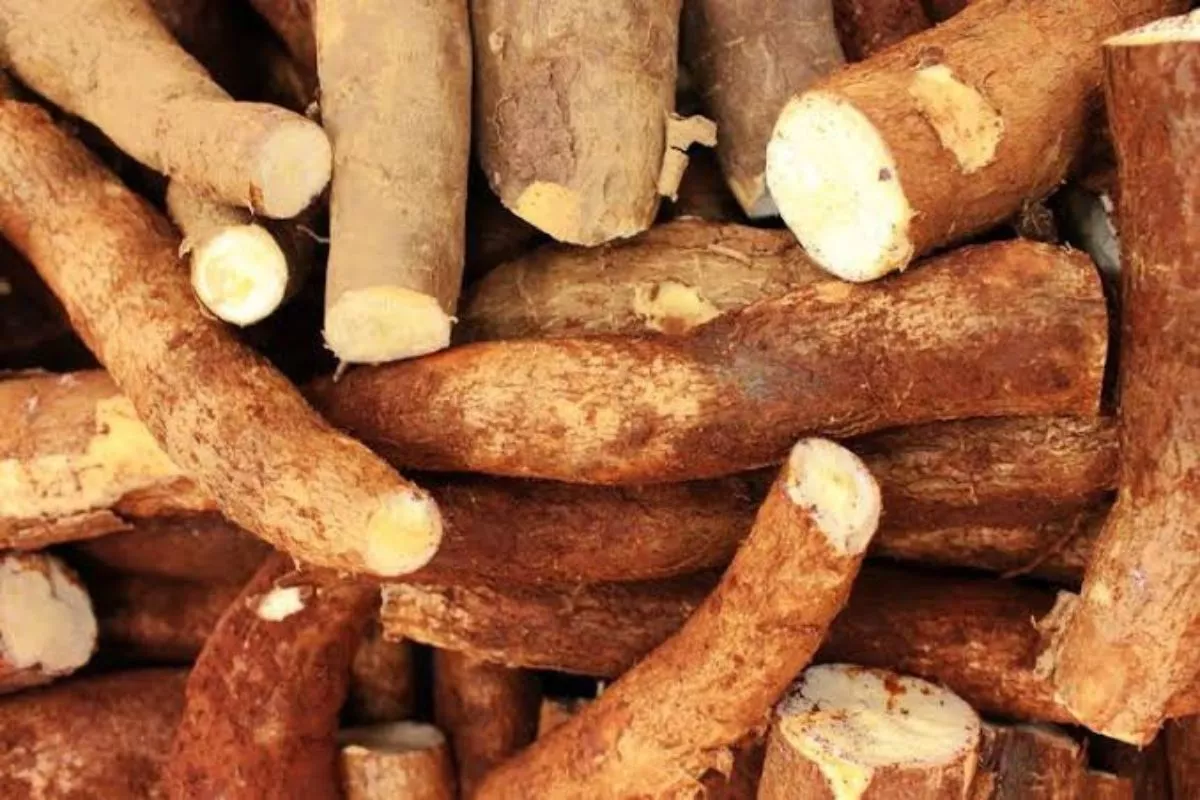 5 Umbi Lokal Selain Kimpul untuk Alternatif Pengganti Nasi