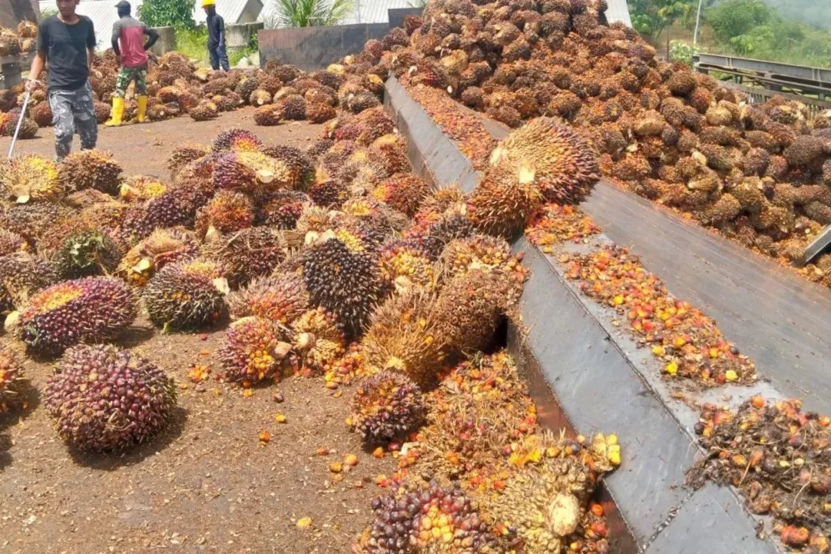 Kemendag Sebut Harga CPO Dunia Berpotensi Terdorong B50