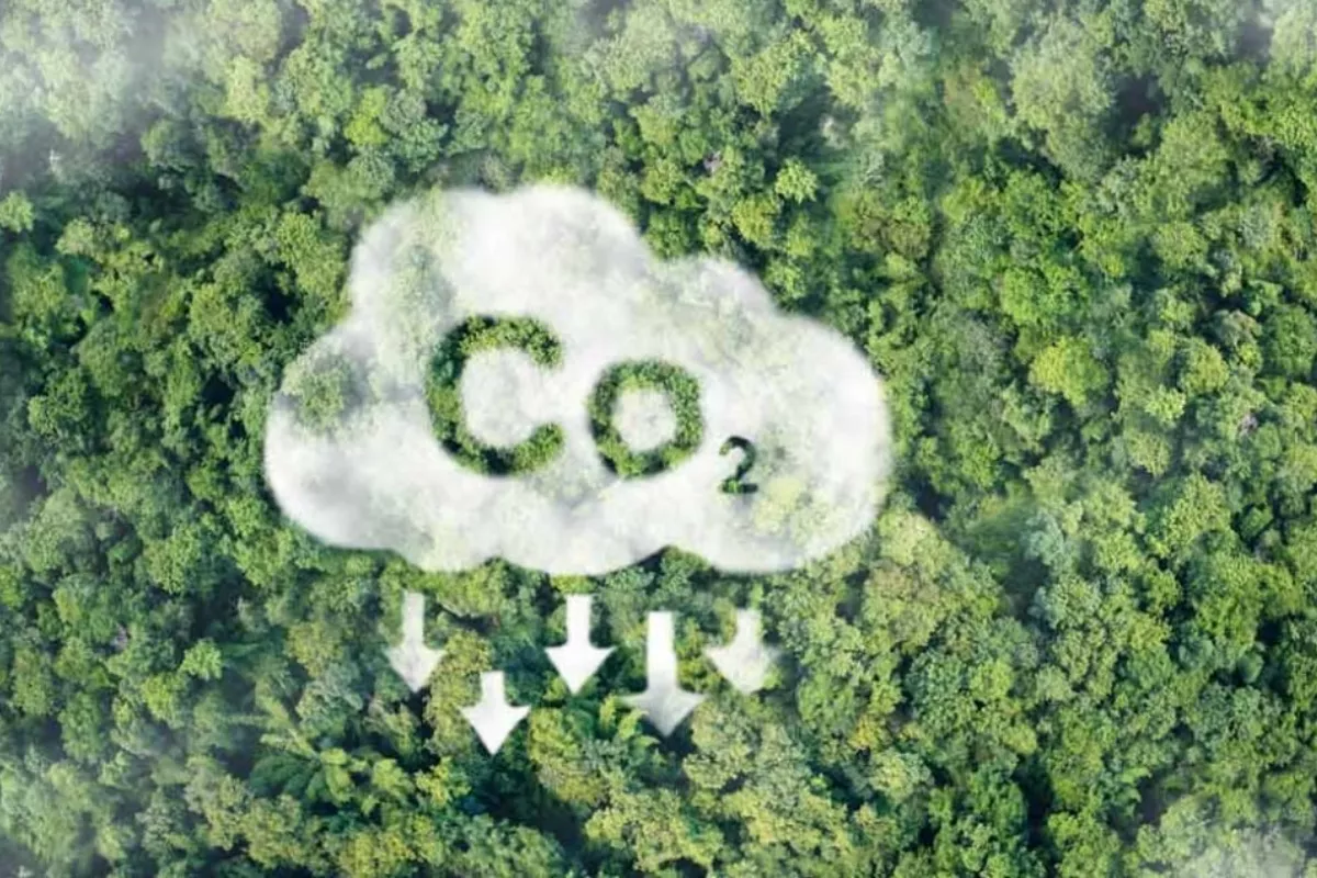 Kapasitas Penyerapan Karbon Hutan Ternyata Lebih Rendah dari Prediksi