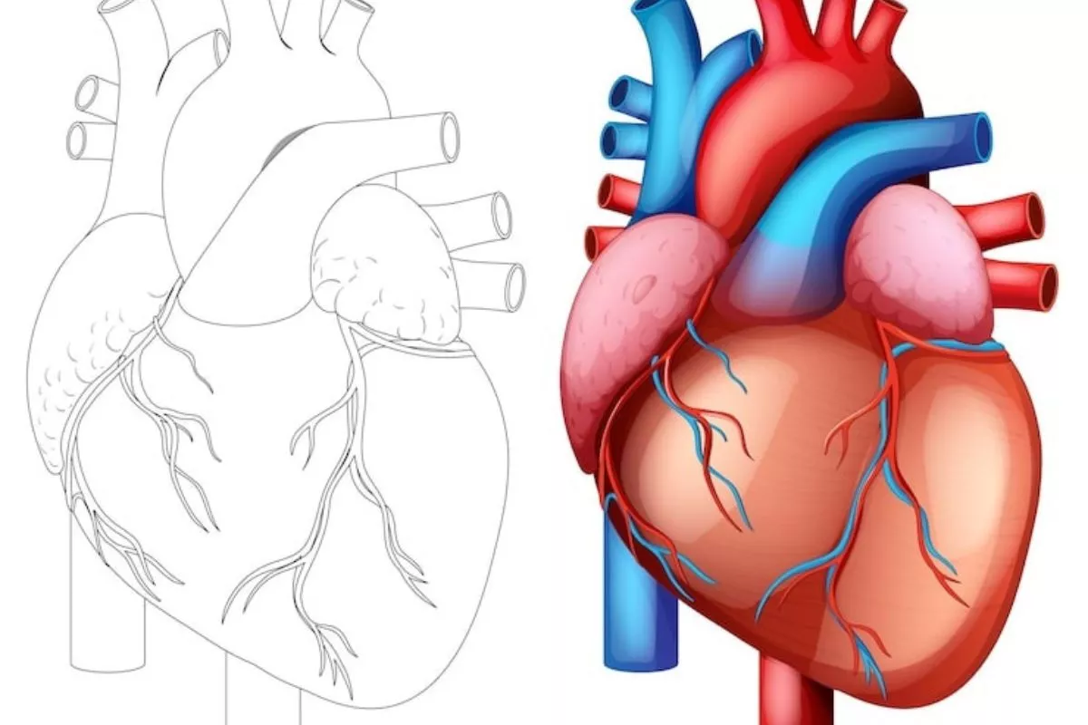 Penebalan Otot Jantung Bisa Memicu Risiko Henti Jantung Mendadak