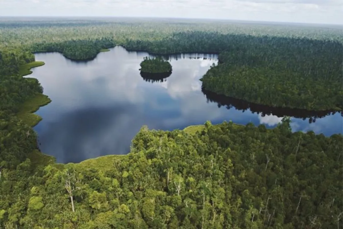 Hutan dan Bursa Karbon Dunia, Apakah RI Siap Jadi Pemain Utama?