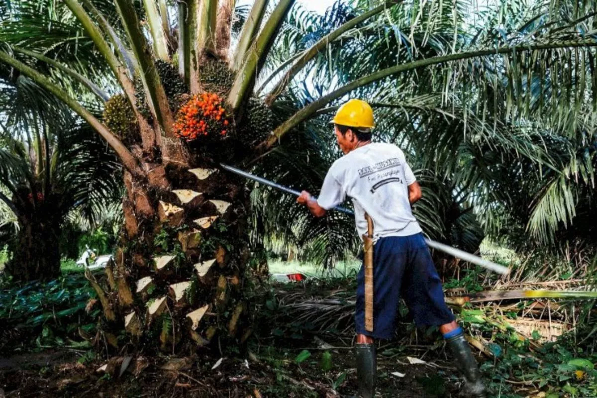 POPSI: Petani Sawit Panik Harga TBS Turun Ke Rp1.500 per Kg