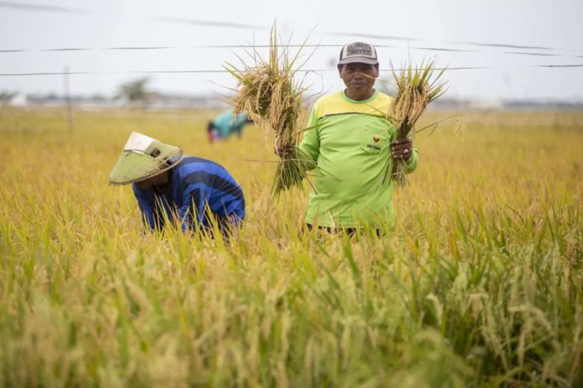 Kedaulatan Pangan Dikebut, Pemerintah Siapkan Dana Rp195,3 Triliun