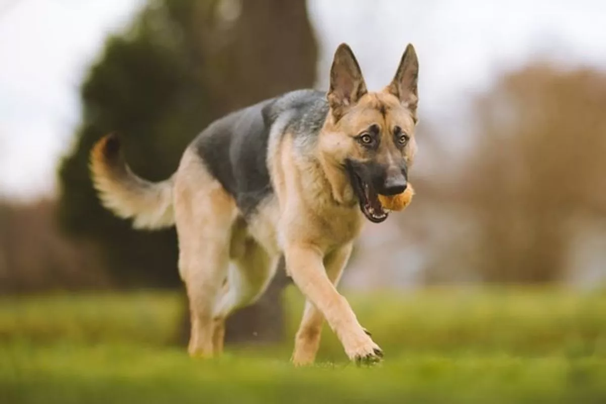 Rekomendasi 6 Ras Anjing Penjaga Terbaik bagi Perempuan Single