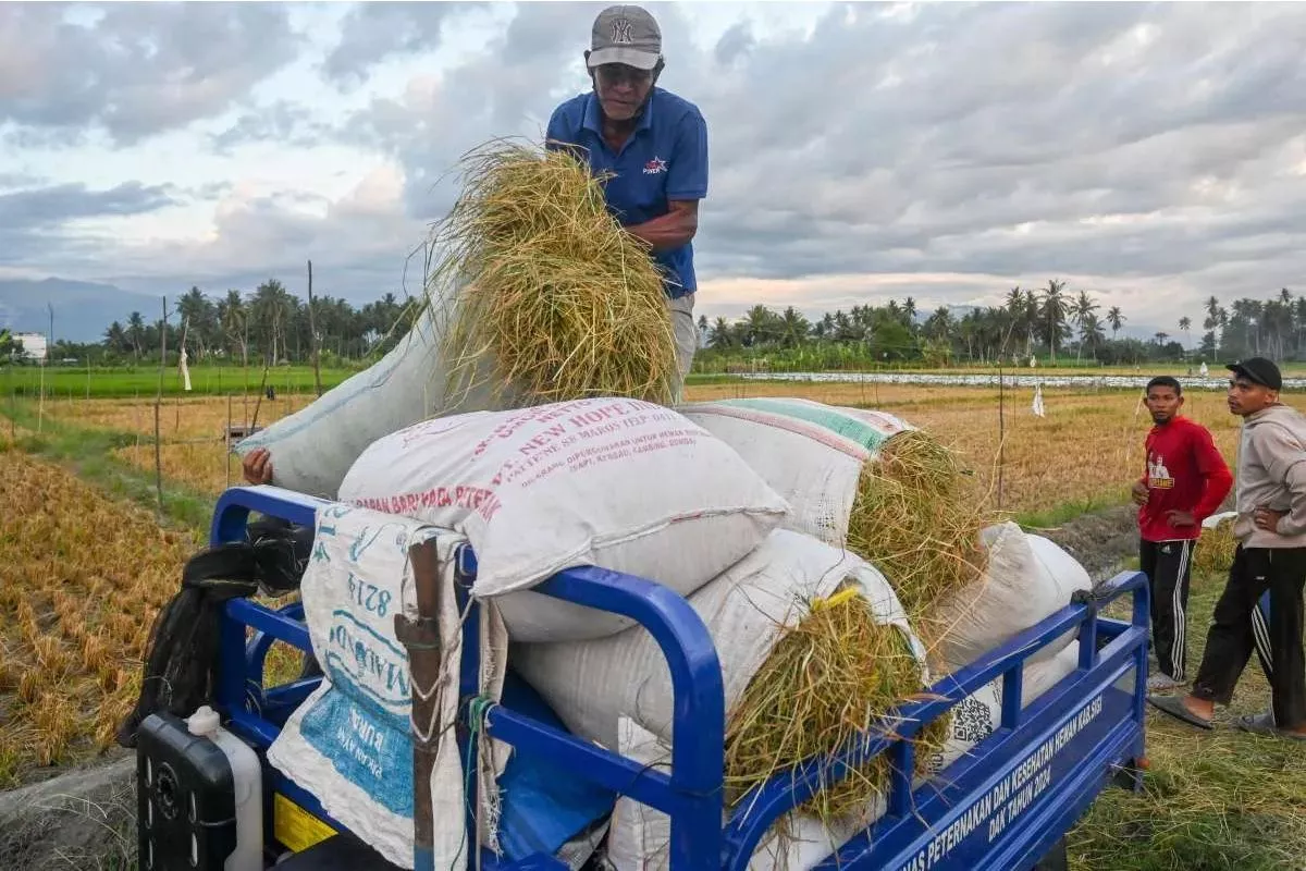 Syngenta Indonesia Kenalkan Teknologi Biostimulan untuk Padi