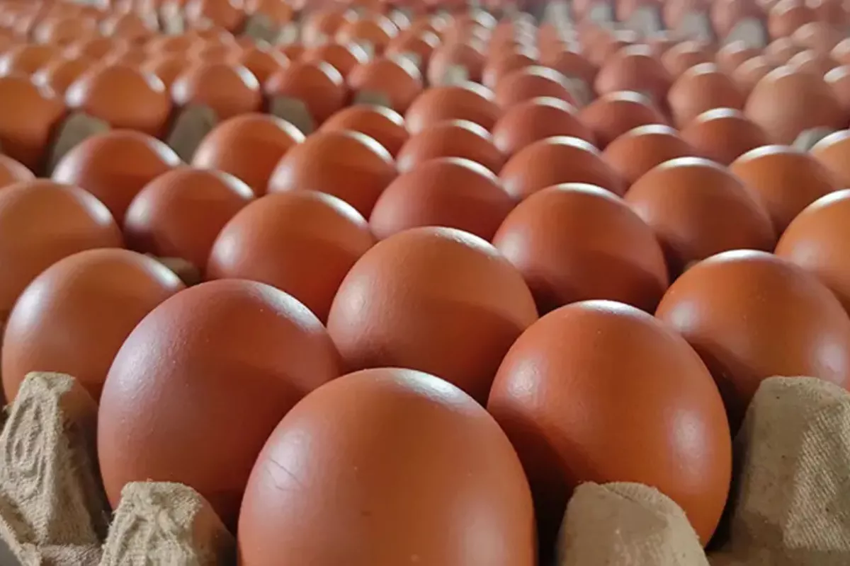 Harga Daging Sapi dan Telur Ayam Naik 24 Juli 2026