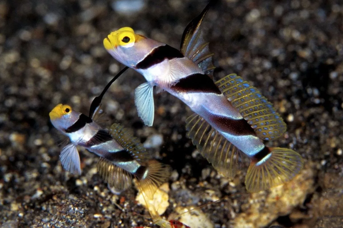 Tim BRIN Berhasil Identifikasi Spesies Baru Ikan Gobi di Banyuwangi