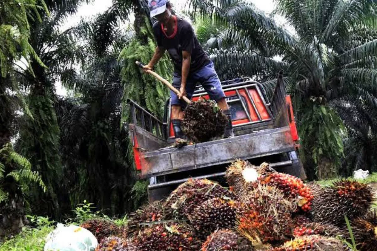 Harga TBS Sawit Plasma Riau Menguat, Tembus Rp3.859,87 per Kg