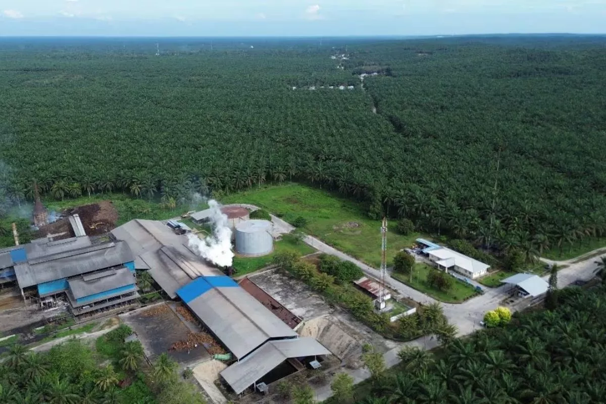 Agrinas Palma Cetak Laba 2,7 Miliar dari 4,11 Juta Hektare Lahan