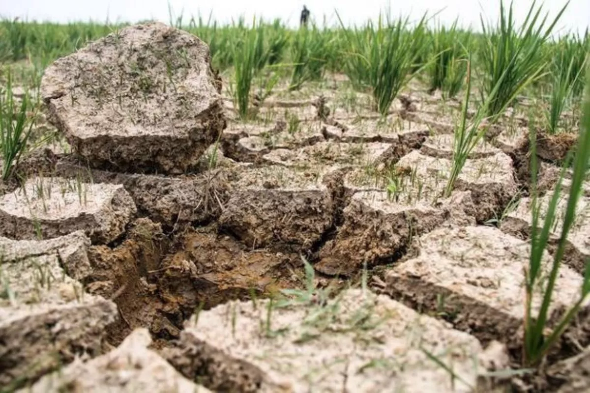 Bappenas Menyebutkan Gradasi Fenomena El Nino Punya Pengaruh Amat Kuat