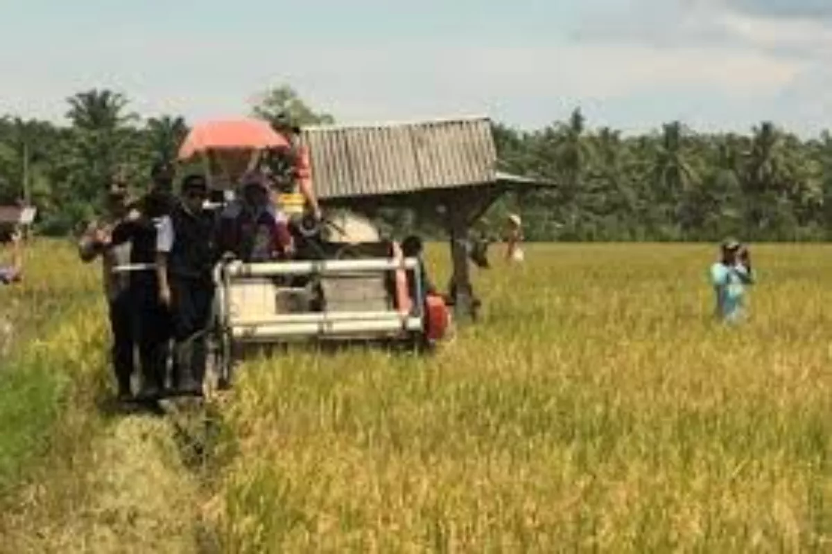Tanjab Timur Rampungkan Distribusi Benih Padi Kementan 3.371 Hektare