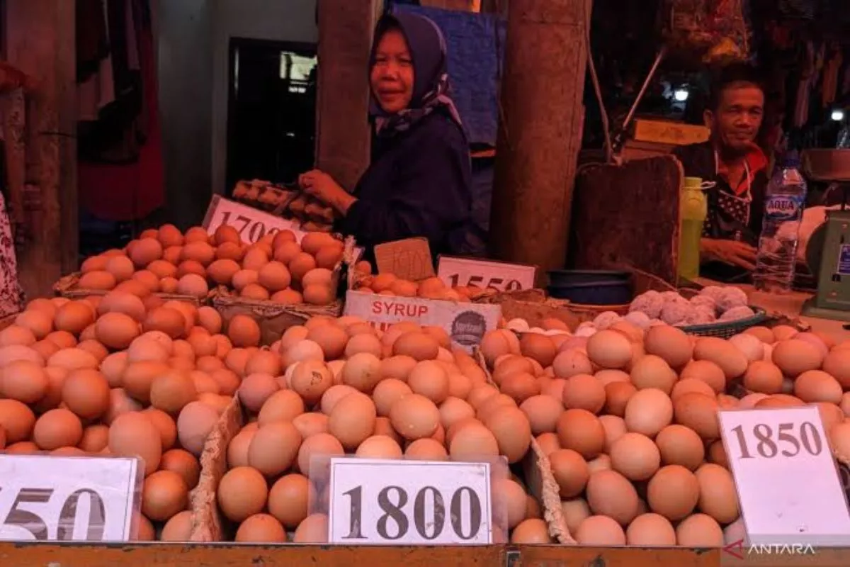 Harga Telur Ayam di Medan Naik Menjelang Musim Masuk Sekolah