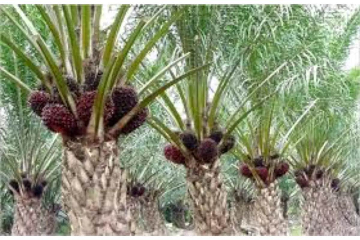 Stok Sawit Malaysia Turun 3 Bulan Beruntun Hingga April 2026