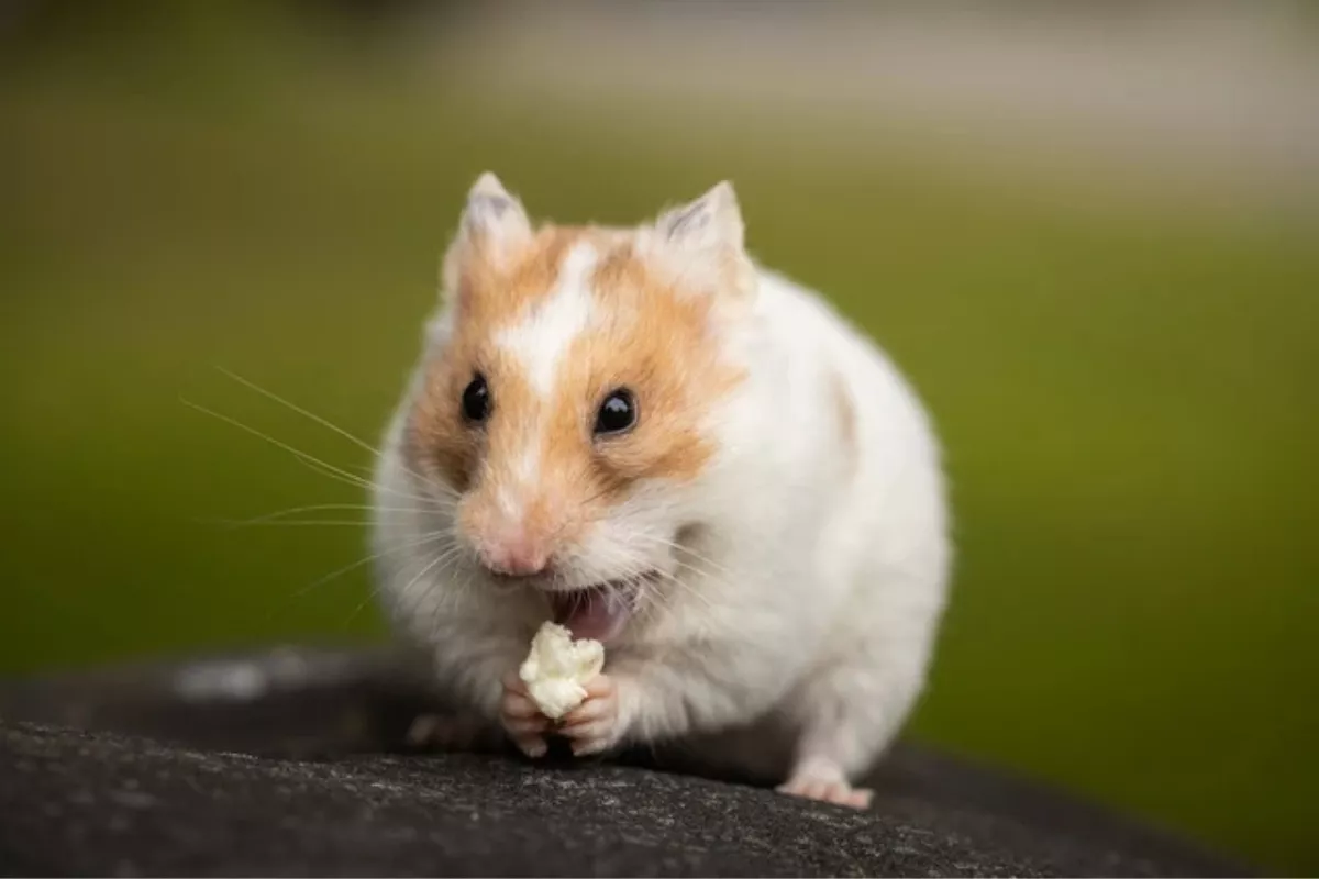 Tips Menjinakkan Hamster yang Suka Menggigit dalam 7 Hari