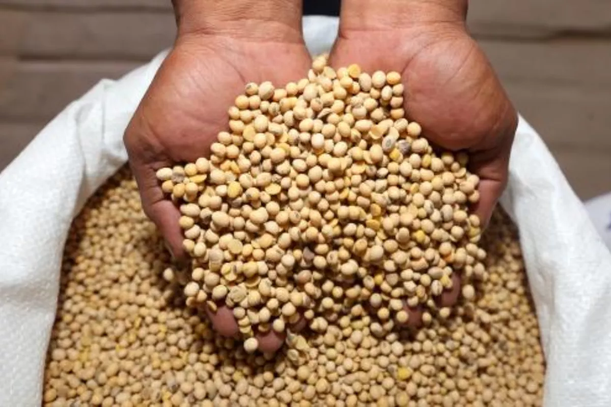 Penurunan Harga Kedelai Impor Kudus Beri Angin Segar Bagi Pengusaha