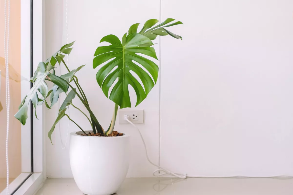 Tips Dekorasi Ruangan Monstera