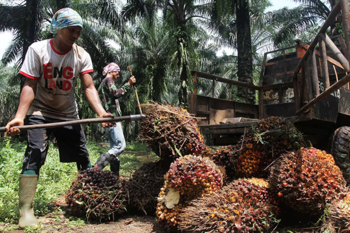 Ekspor Sawit Anjlok 25,1%, Stok dalam Negeri Melonjak 3 Juta Ton