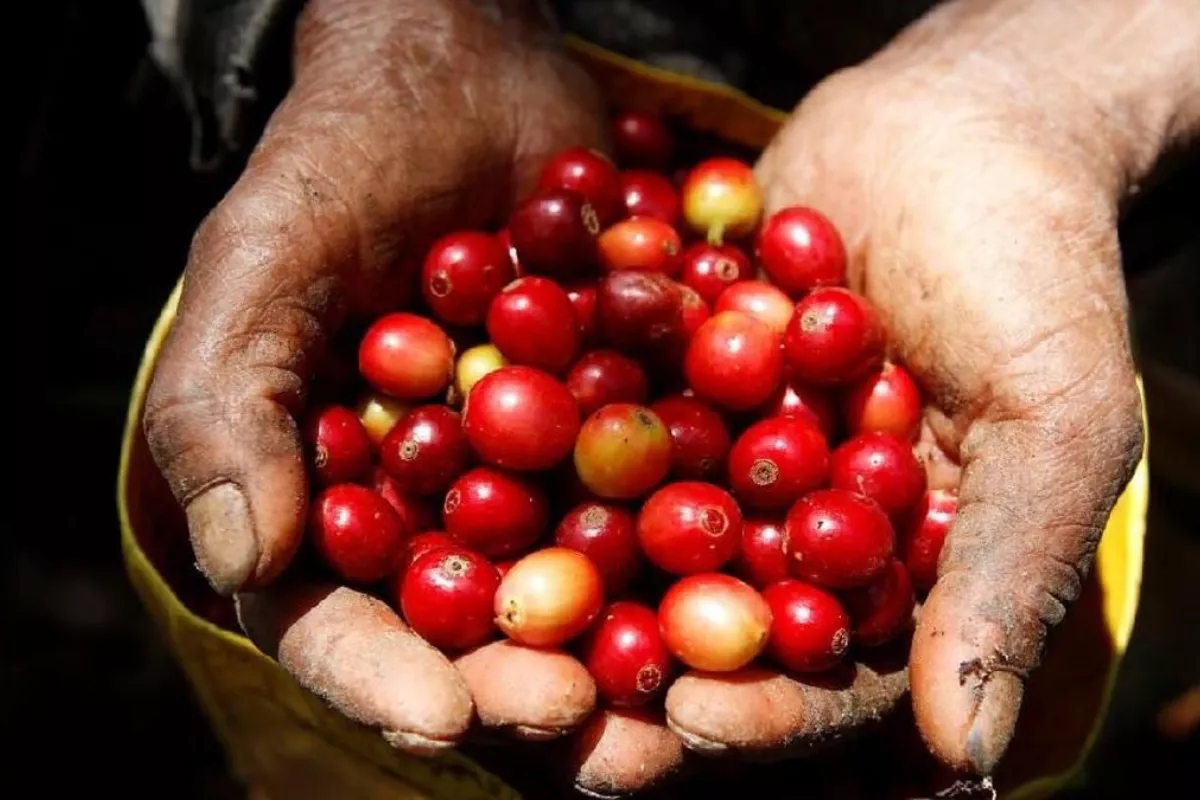 Harga Kopi Dunia Mendidih, Indonesia dan 9 Negara Berpeluang Cuan