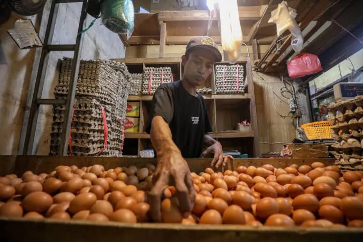 Mendag Akui Harga Telur Jatuh karena MBG Libur, Kemendag Jajaki Ekspor