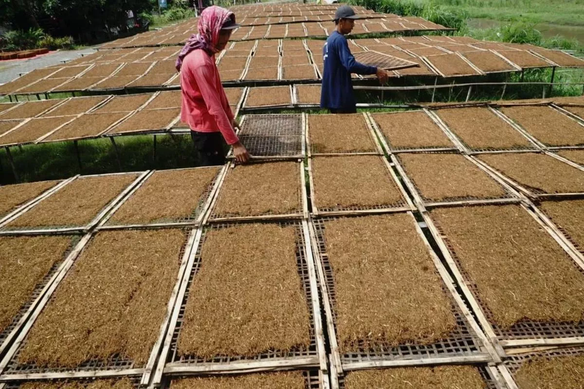 Modifikasi Nikotin Butuh 30 Tahun, Kementan Ingatkan Dampak ke Petani
