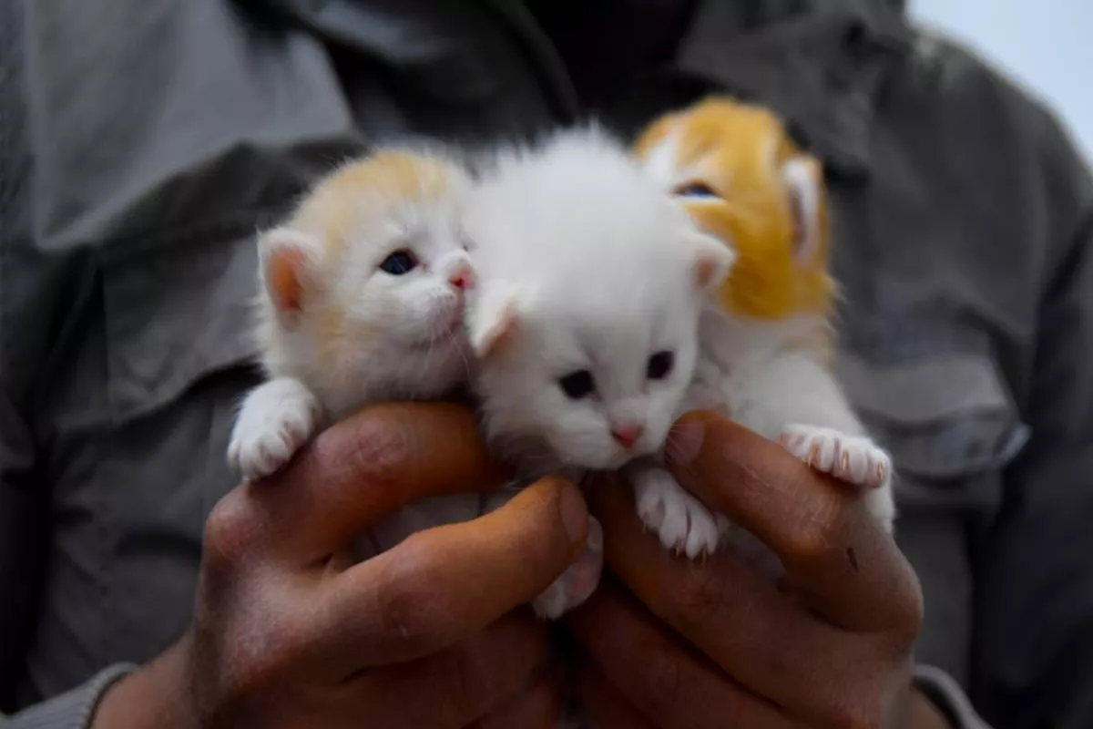 Panduan Lengkap Perawatan Kucing Umur 1 Bulan untuk Pemula