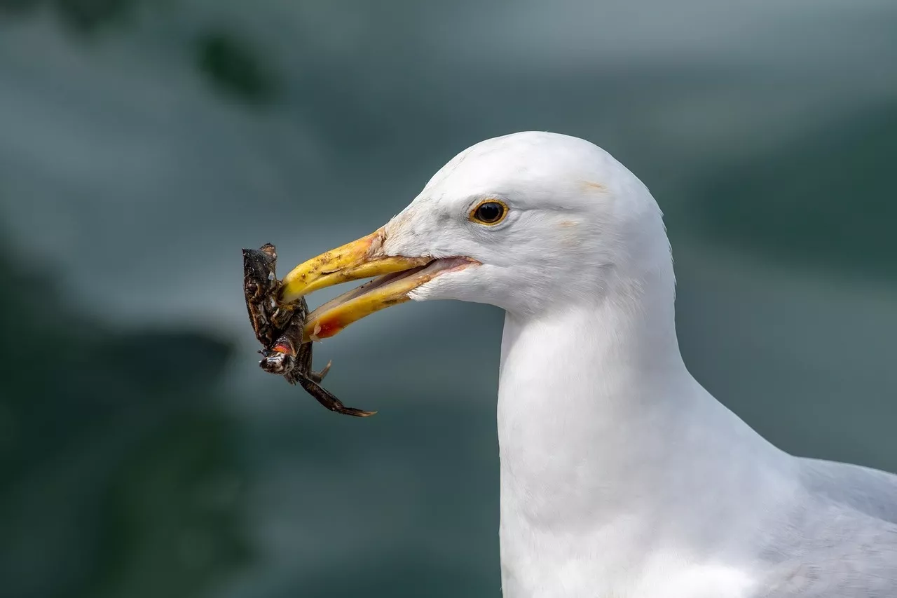 Ocean City Sewa 14 Burung Pemangsa demi Usir Camar Pengganggu Turis