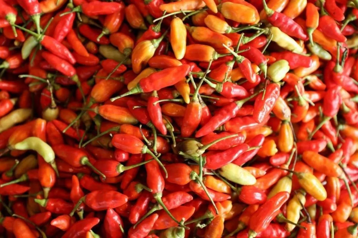 PIHPS Catat Harga Cabai Rawit Rp84 Ribu dan Telur Ayam Rp29 Ribu