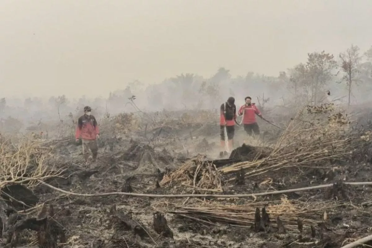 Karhutla Kalimantan Meluas, Pemerintah Tambah Armada dan Pantau Hujan