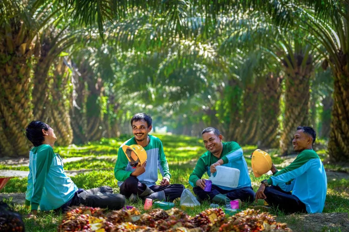 Harga TBS Kelapa Sawit di Sumsel Naik Jadi Rp3.750 per Kg