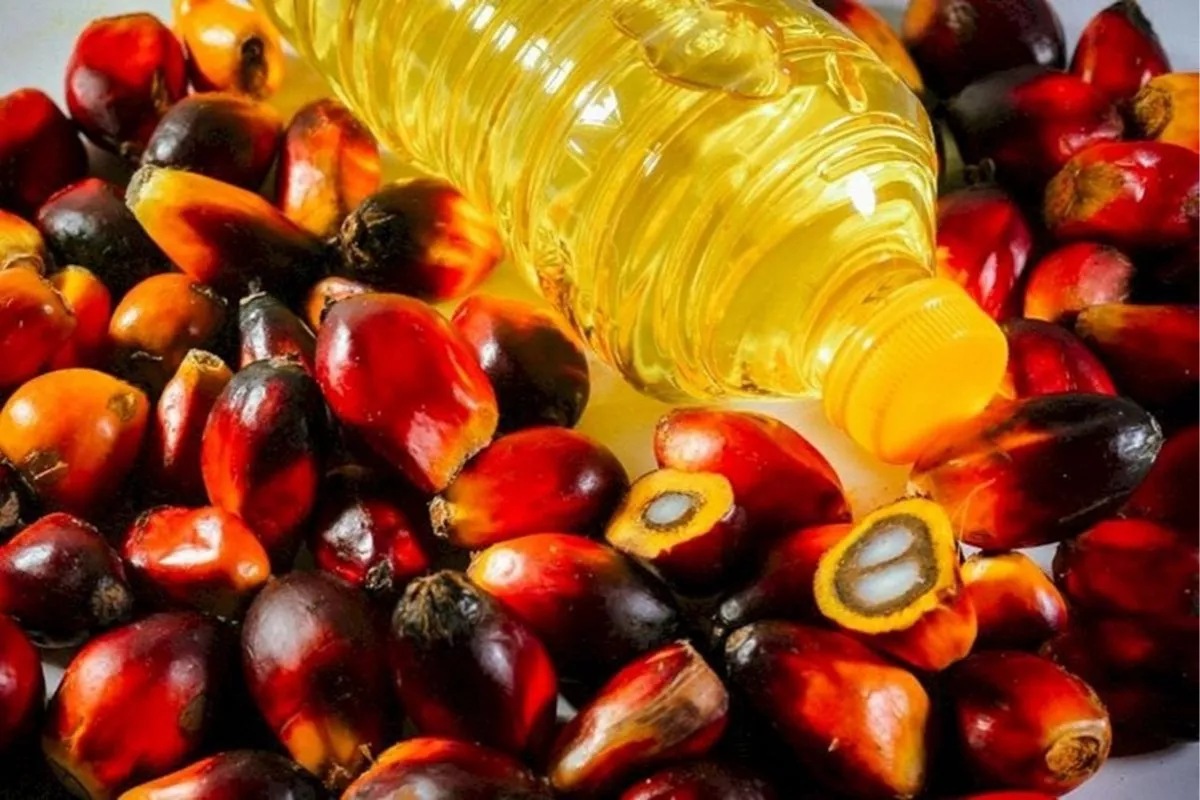 IESR: BBM Berbasis Sawit Berisiko Tambah Beban Fiskal Negara