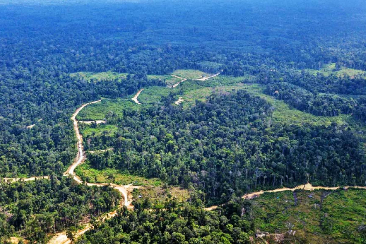 Sektor Perdagangan Karbon Kehutanan Masuki Era Baru dengan Potensi Rp5 T