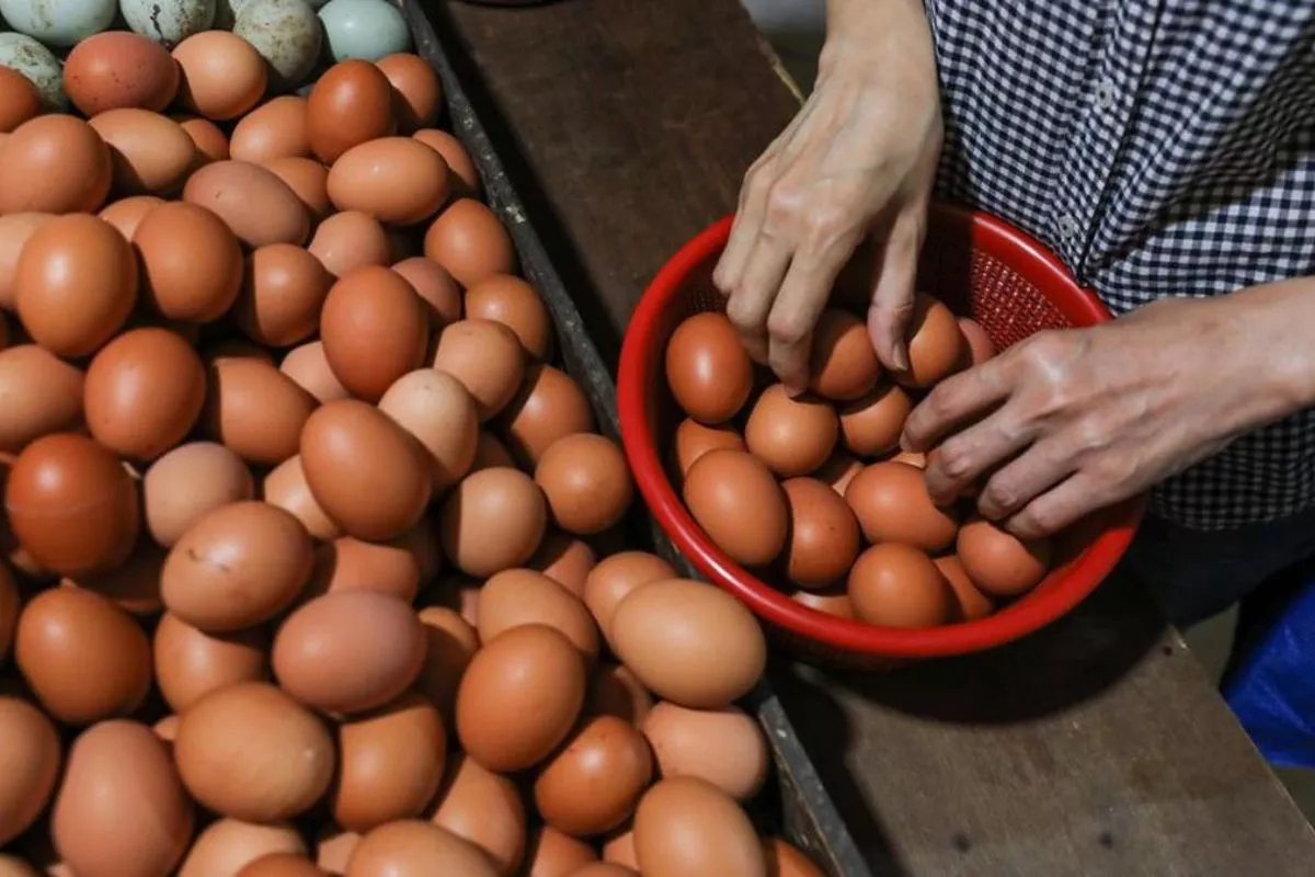Bapanas Dorong Program MBG Jadi Instrumen Swasembada Protein