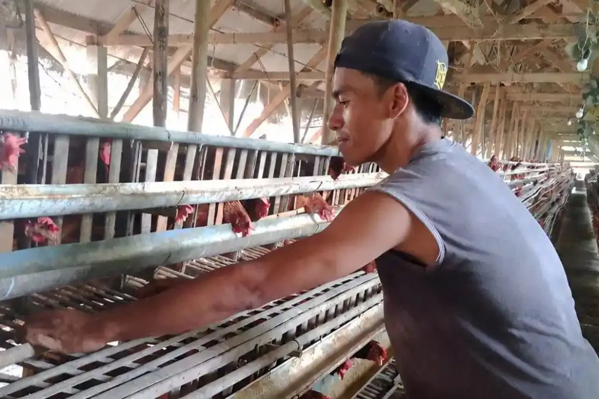 Harga Telur Ayam Drop, Peternak di Batu Mengeluh Rugi Besar