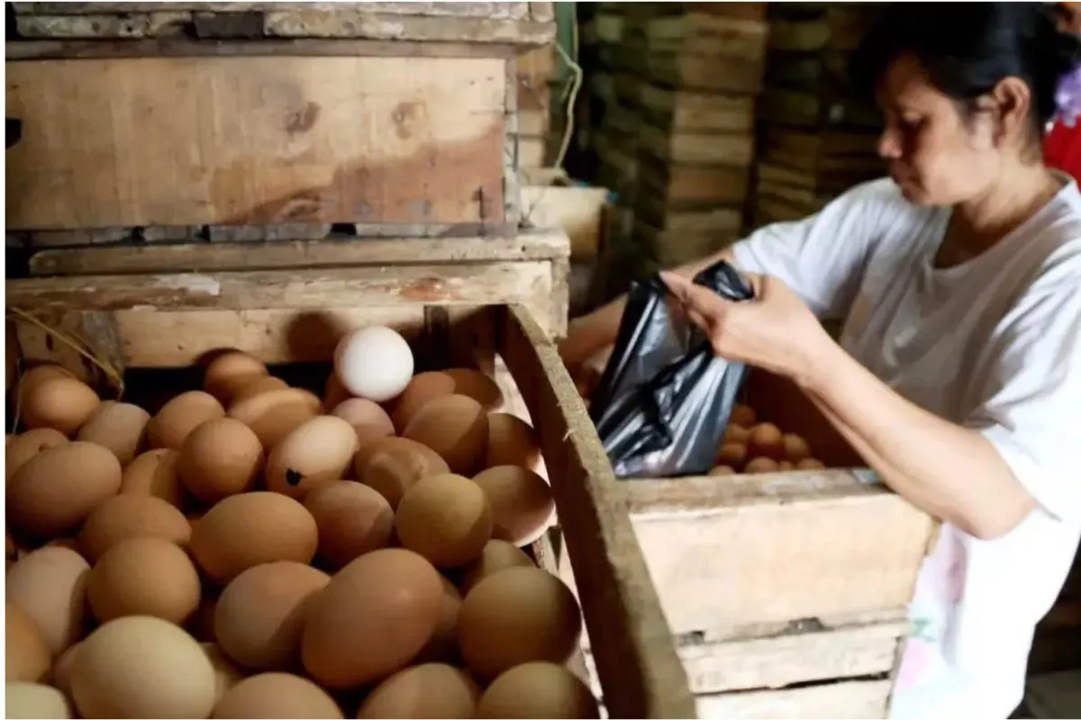 Harga Telur Anjlok Imbas Oversupply, Pemprov Jatim Siapkan Solusi