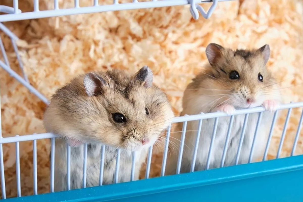 Panduan Lengkap Mengenal Berbagai Jenis Hamster di Dunia