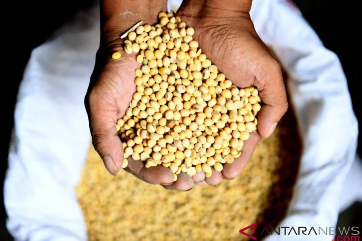 Harga Kedelai Naik: Pemerintah Siap Cabut Izin Importir Nakal