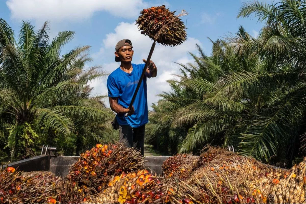 Bergerak Positif, Harga TBS Sawit Sumut Capai Rp3.966,74/Kg