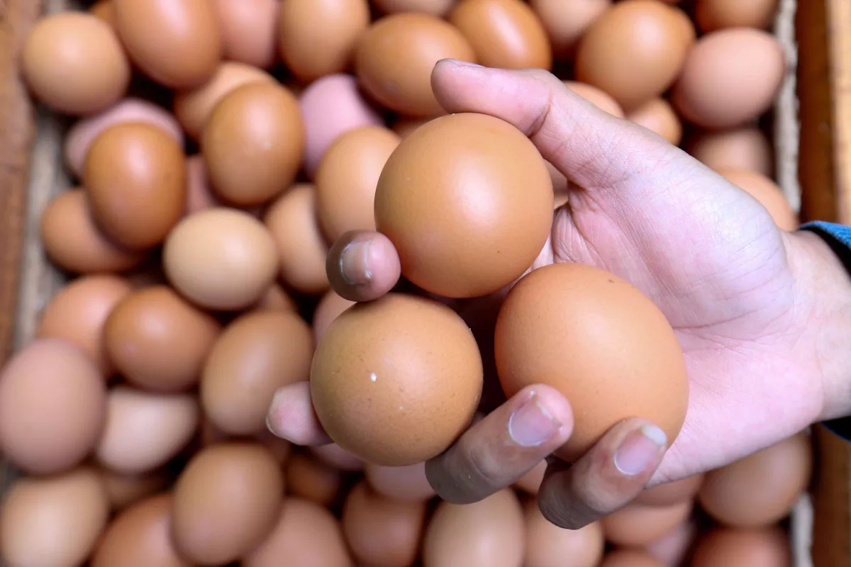 Harga Telur di Indonesia Bervariasi, Wilayah Papua Melonjak 110 Persen