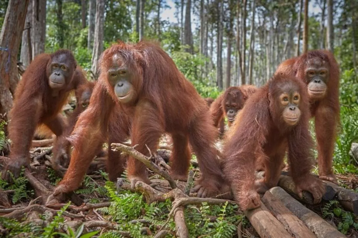 Kemenhut Kembalikan 5 Orangutan Kalimantan ke Habitat Alami di TN