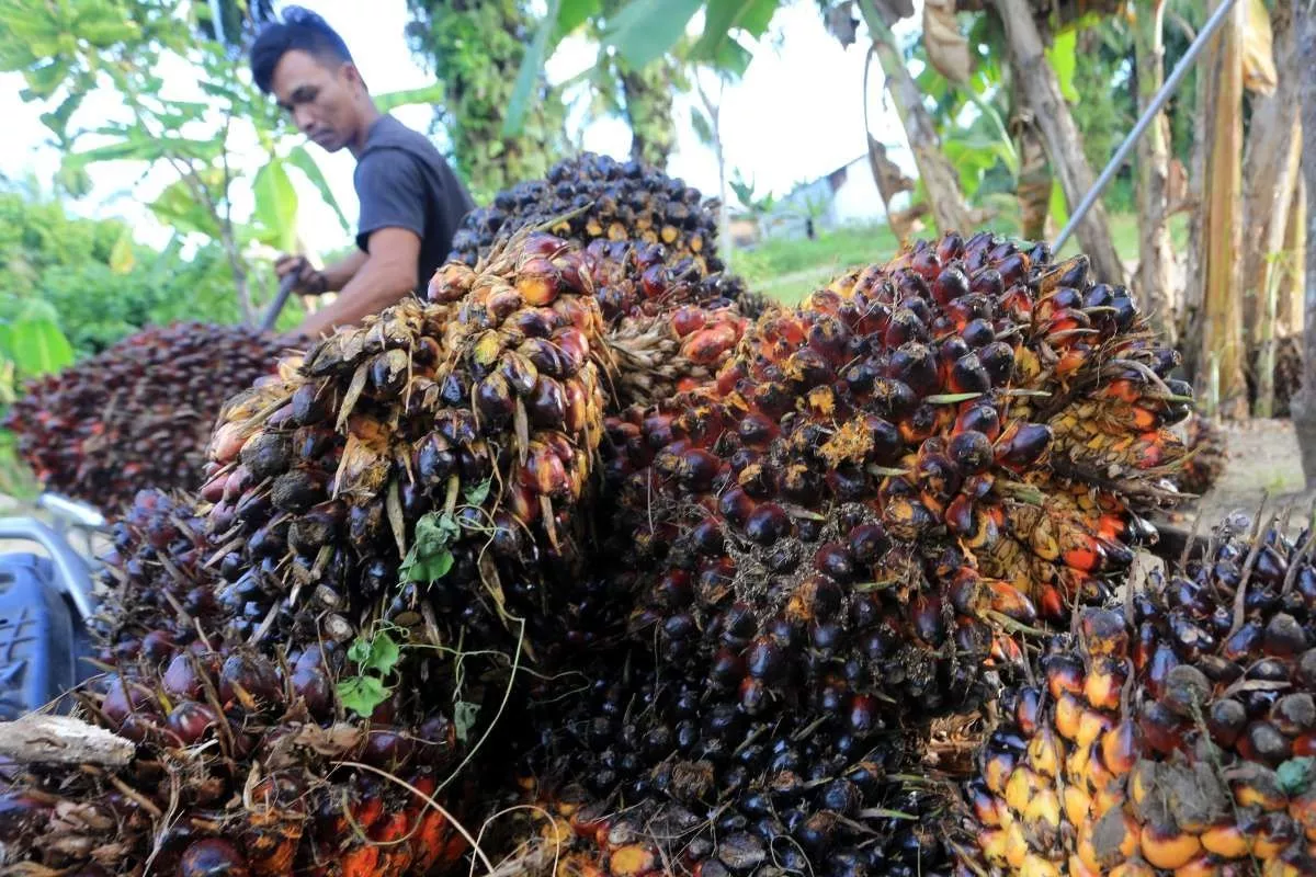 Petani Sawit Swadaya Raih Akses Pasar Lebih Luas Lewat RSPO 2026