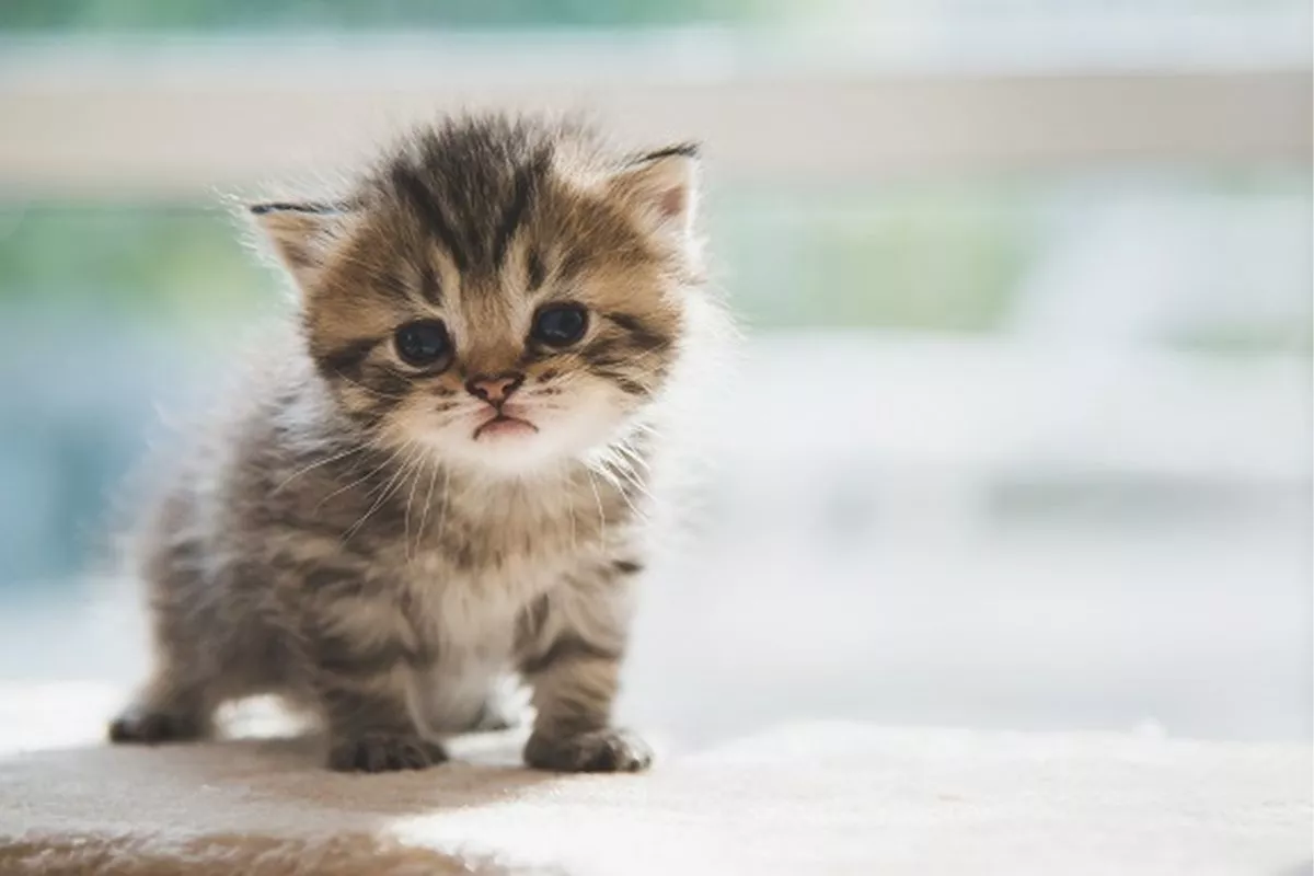 Bolehkah Anak Kucing Kampung Minum Susu Sapi? Ini Risikonya!