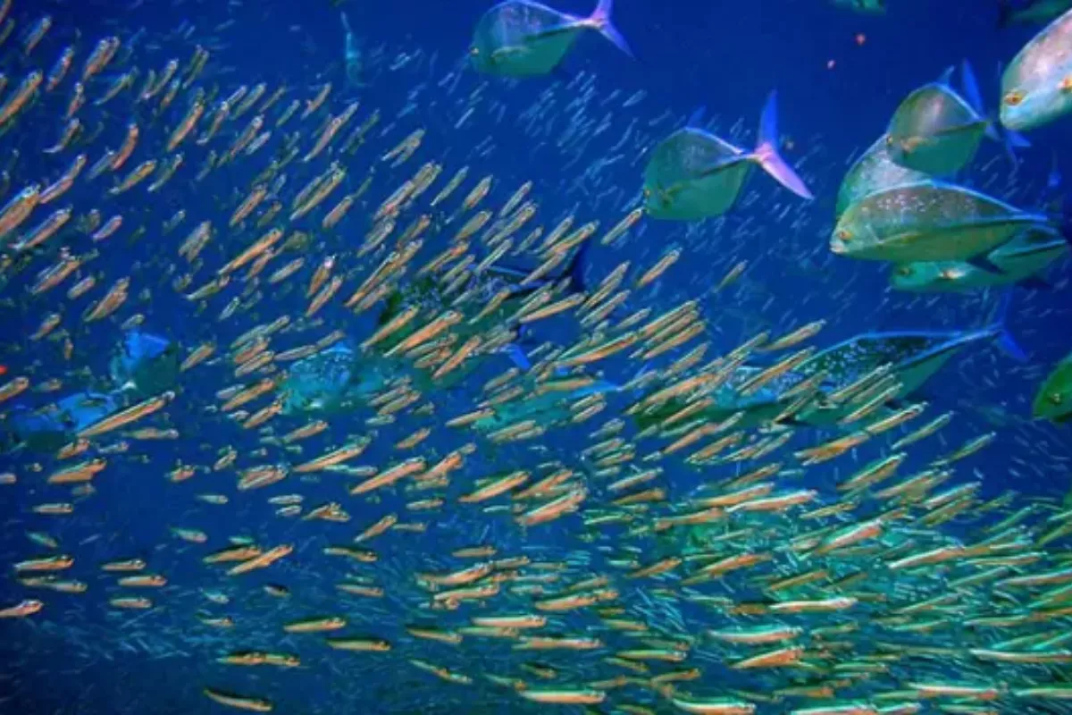 Hari Laut Sedunia: Meninjau Kembali Masa Depan Karbon Biru Indonesia