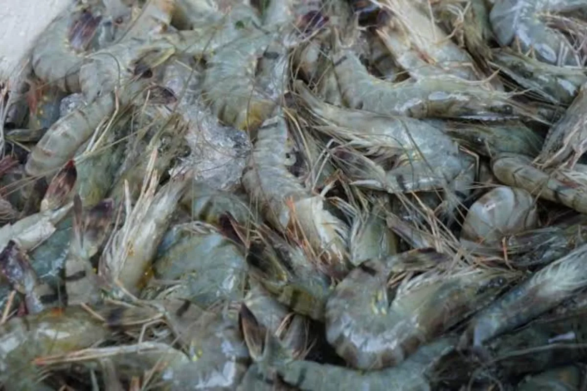 Tarif Udang RI di AS 13,9 Persen, Lebih Rendah dari India & Vietnam