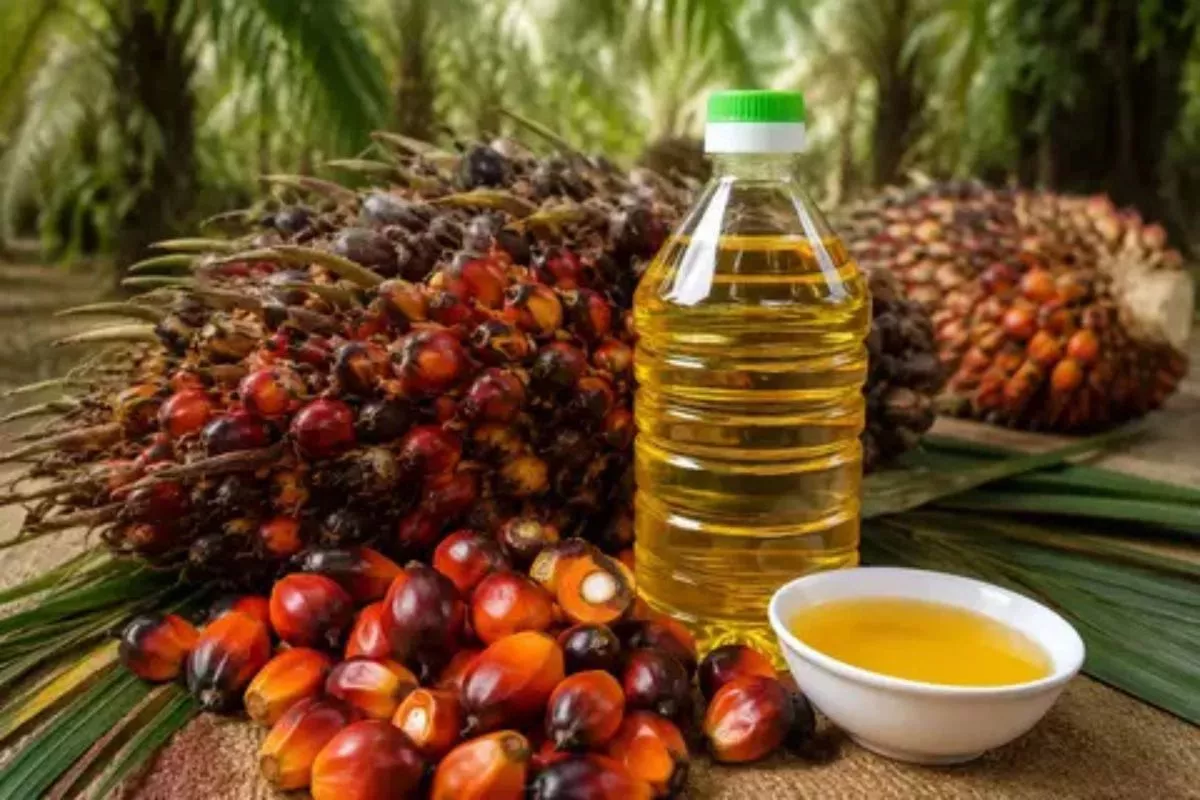 Kontrak CPO Malaysia Merosot Tajam Imbas Penurunan Minyak Dunia