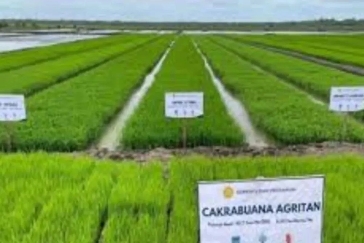 Tata Ruang Jadi Fondasi Utama Sebelum Bangun Sawah di Papua Selatan