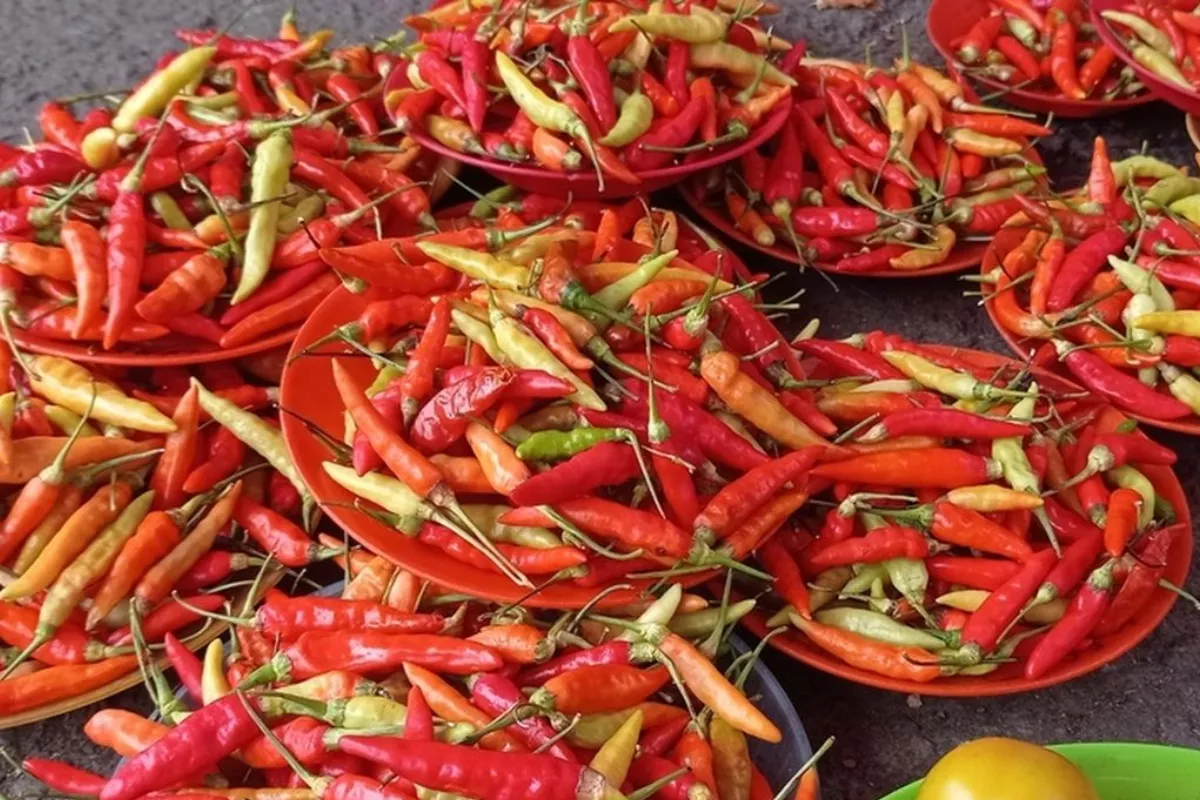 Seminggu Ini Harga Cabai Rawit Merah di Kota Ambon Stabil Rp60.000 per Kg