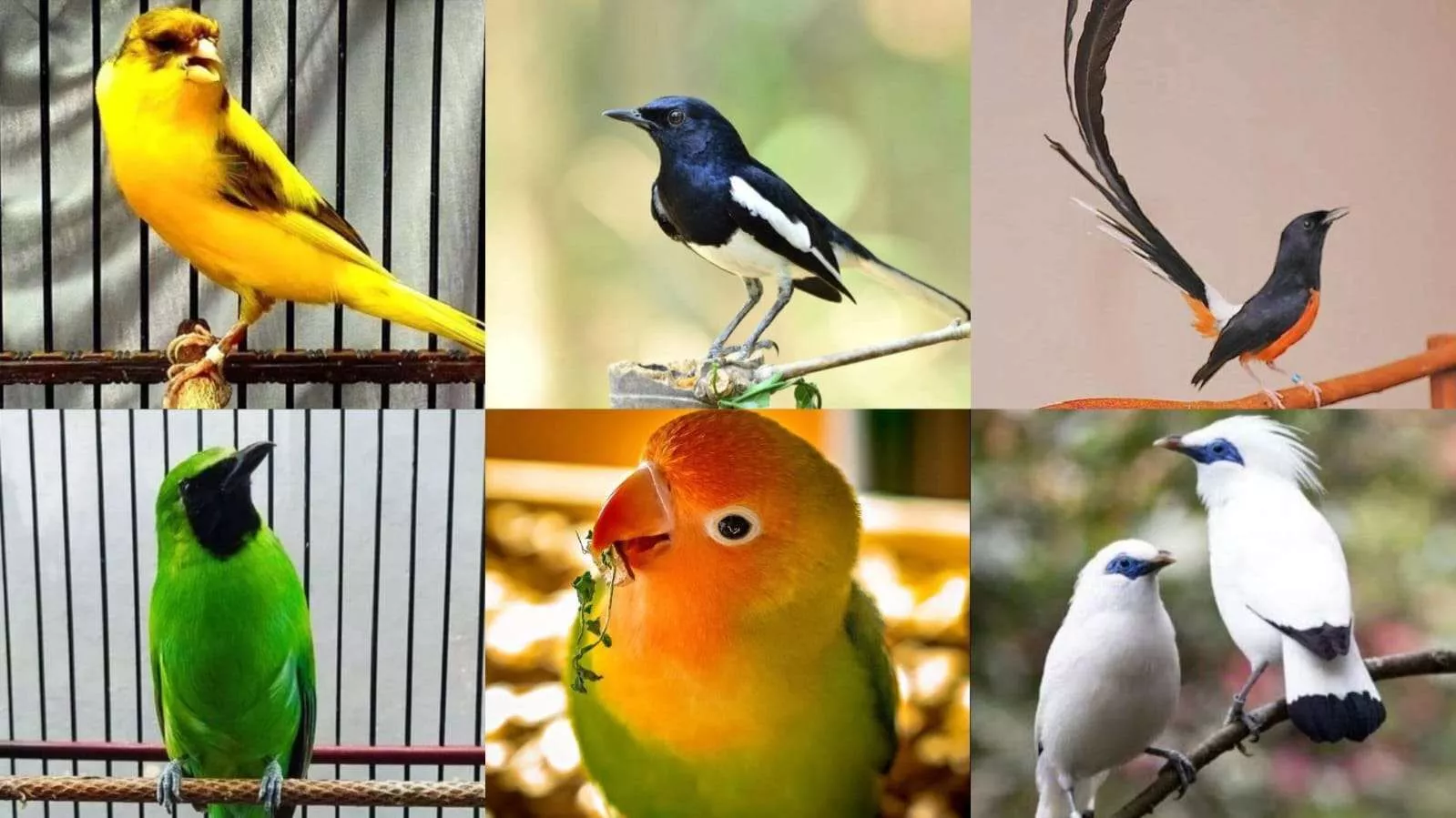 Bisnis Burung Kicau 2026 Capai Nilai Ekonomi Rp2 Triliun