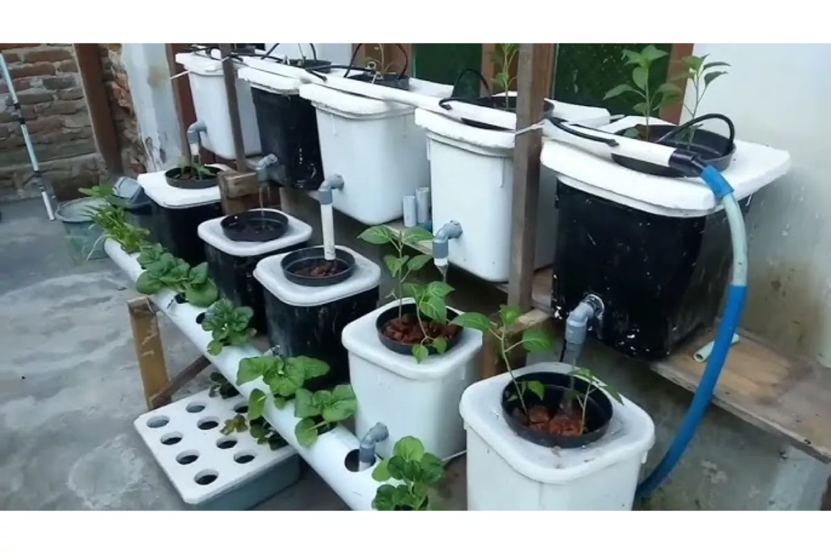 Cara Budidaya Sayur Hidroponik Rumahan: Solusi Pangan Sehat Di Kota